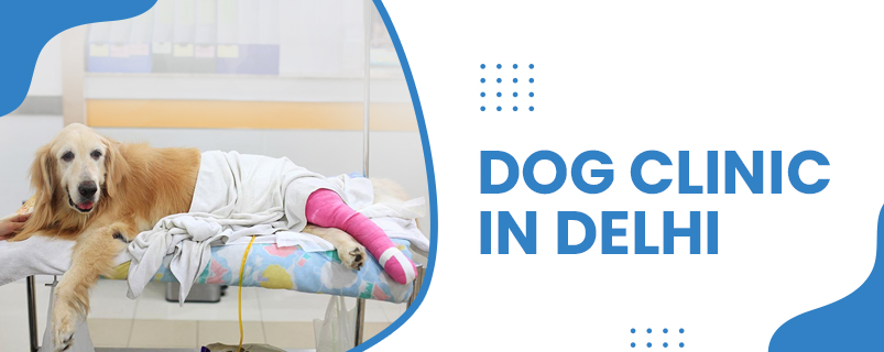 Dog Clinic In Delhi  | CGS Hospital